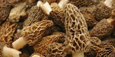 gucci morel mushroom|gucchi mushrooms price.